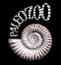 Paleozoo logo by Bruce Currie