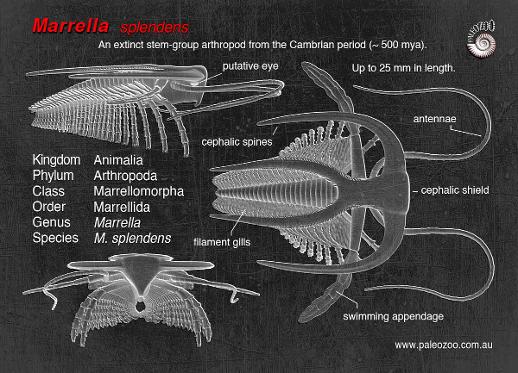 Marrella - Cambrian model from Paleozoo