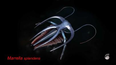 Marrella Cambrian model from Paleozoo Evolutionary Portraits created by paleoartist Bruce Currie