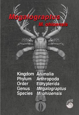 Megalograptus illustration anatomy from Paleozoo Evolutionary models by Bruce Currie