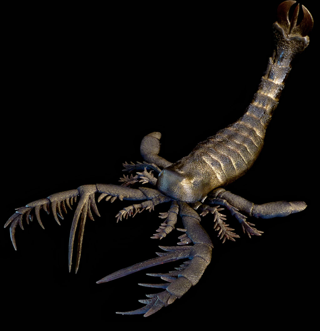 Megalograptus model from Paleozoo