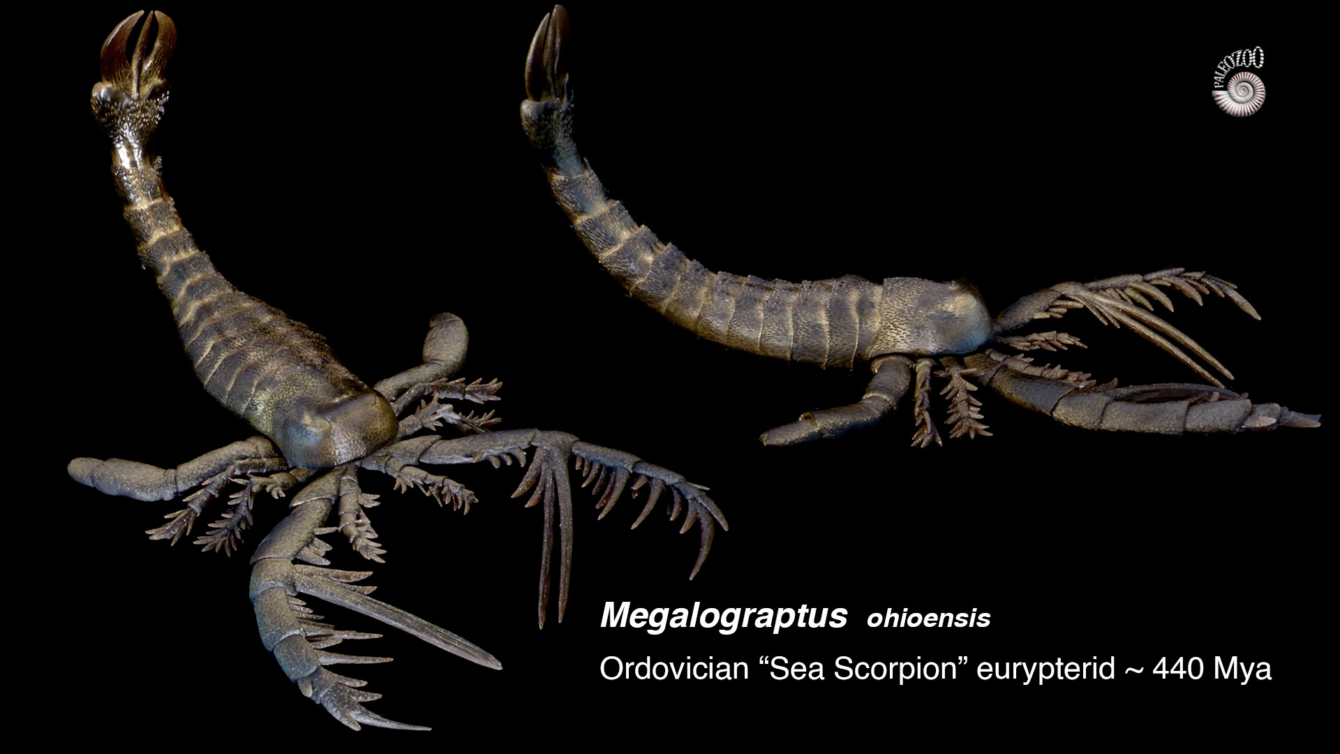Megalograptus eurypterid arthropod model from Paleozoo