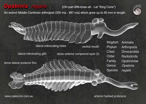 Opabinia regalis anatomy artwork from Paleozoo by Bruce Currie