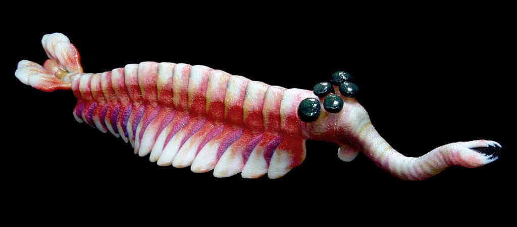Opabinia regalis model lateral view from Paleozoo by Bruce Currie