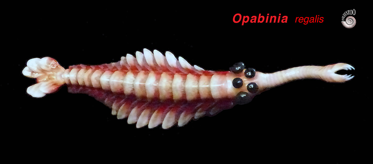 Opabinia regalis model from Paleozoo by Bruce Currie