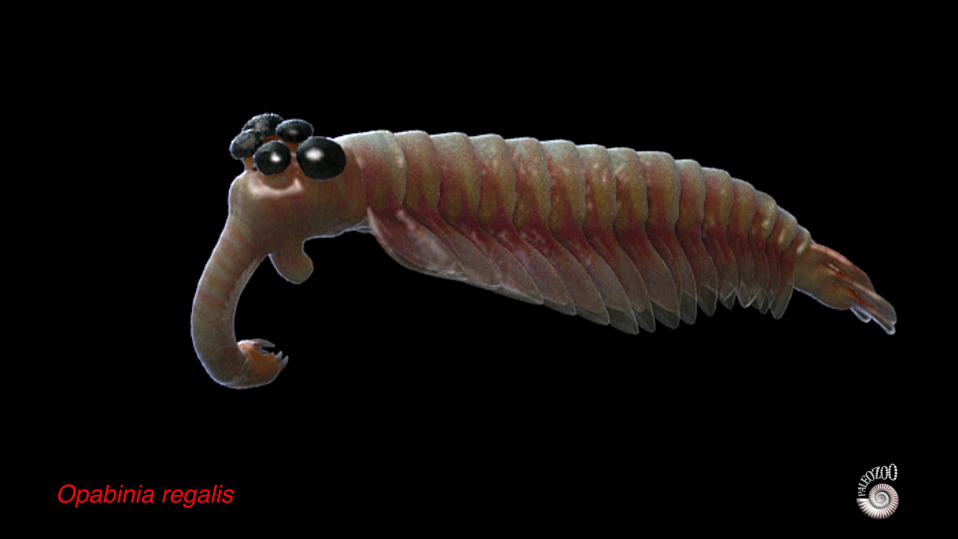 Opabinia Cambrian model from Paleozoo 