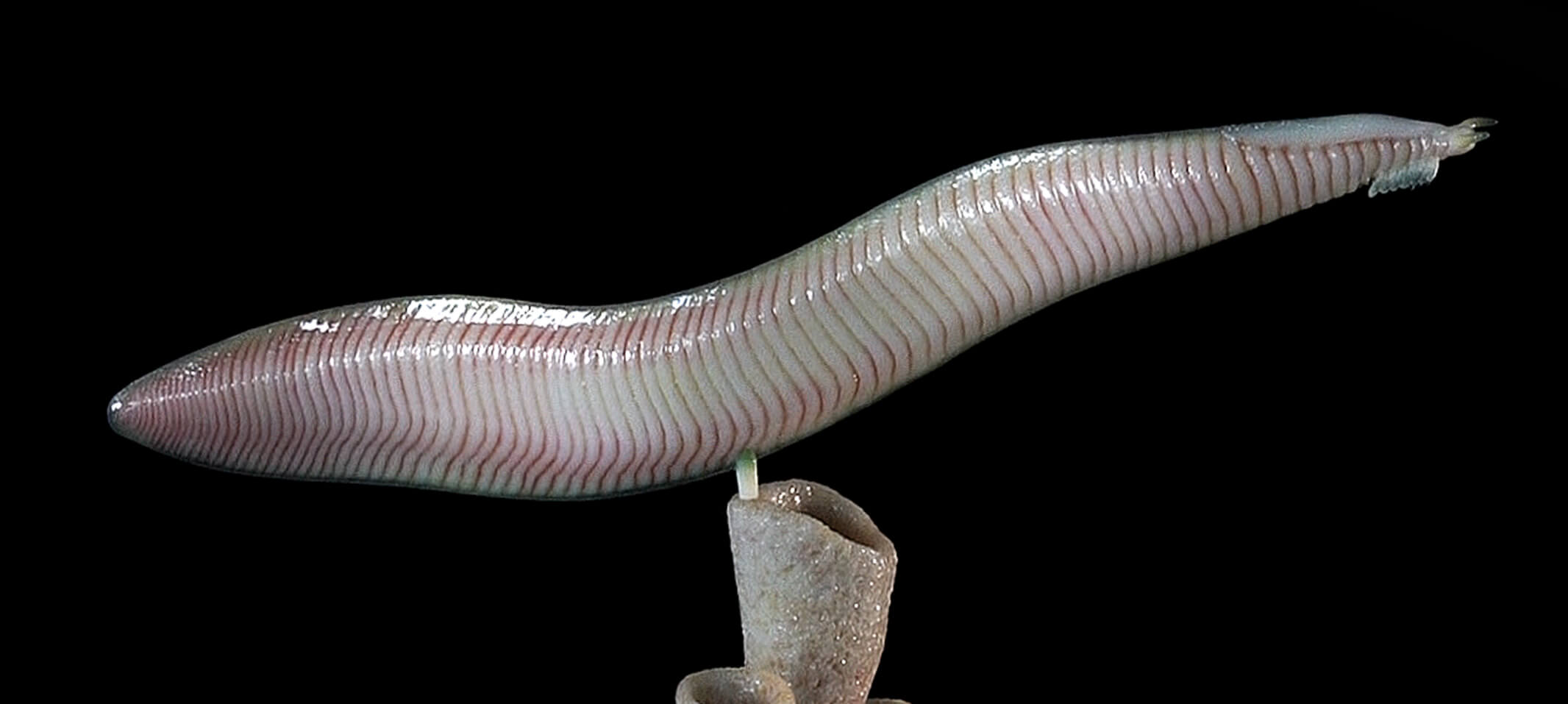 Pikaia gracilens model from Paleozoo Evolutionary Models created by paleoartist Bruce Currie