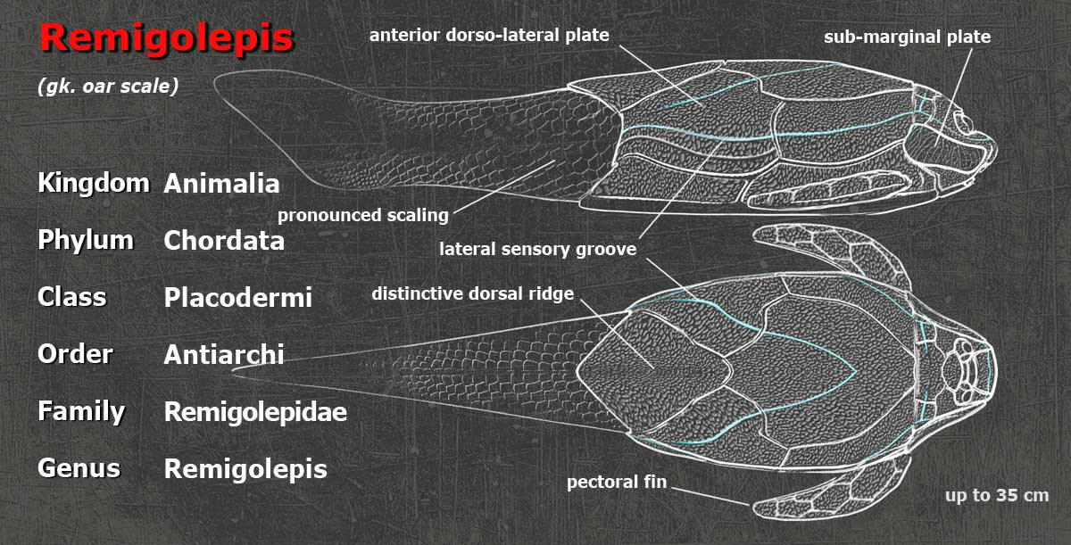 Remigolepis anatomy from Paleozoo Evolutionary Models by Bruce Currie