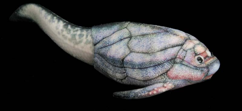 Remigolepis model from Paleozoo Evolutionary Models by Bruce Currie