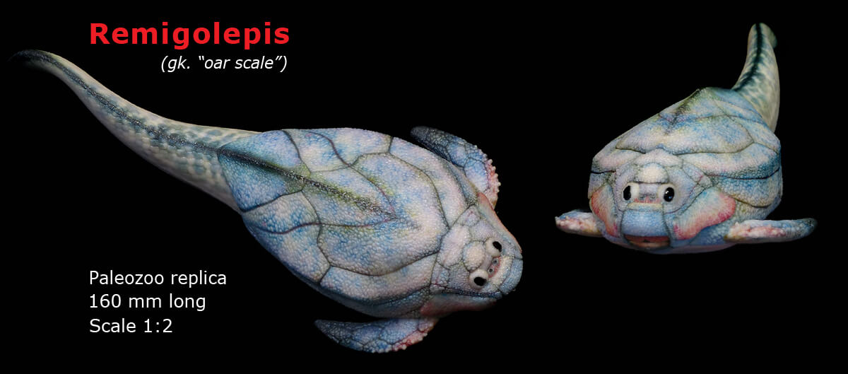 Remigolepis model dorsal view from Paleozoo Evolutionary Models by Bruce Currie