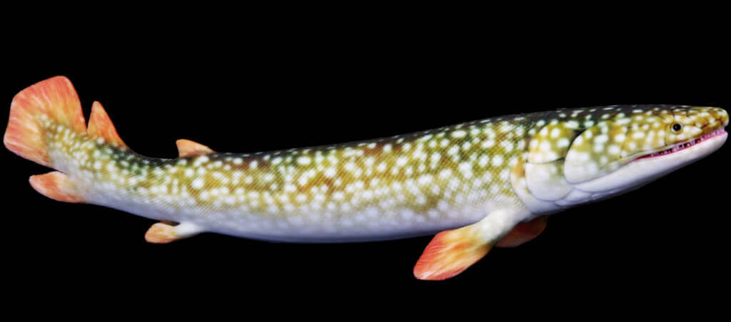 Sarcopterygian Mandageria fairfaxi model from Paleozoo Evolutionary Models by Bruce Currie