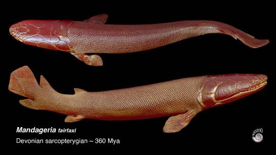 Lobe finned fish model from Paleozoo
