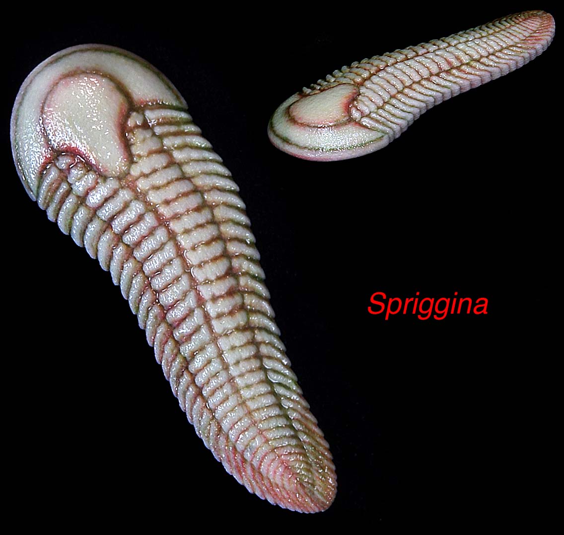 Spriggina floundersi extinct Ediacaran period lifeform by Paleozoo