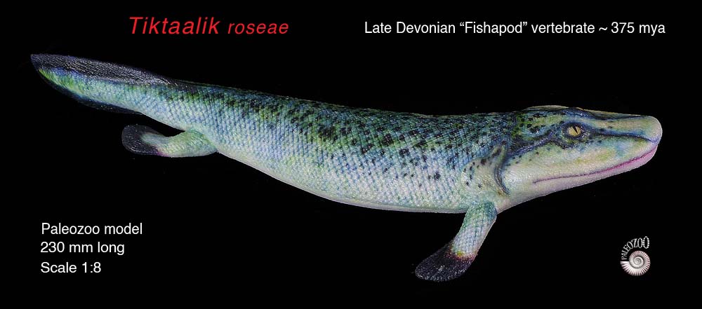 Tiktaalik roseae model lateral view from Paleozoo by Bruce Currie