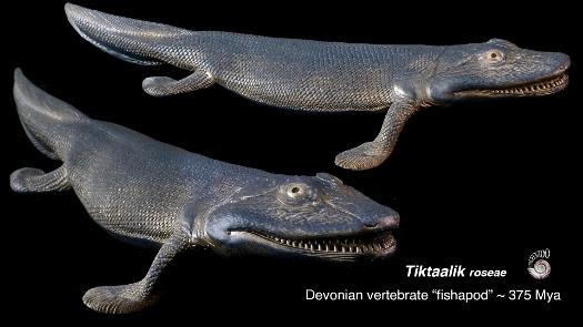 Tiktaalik model from Paleozoo