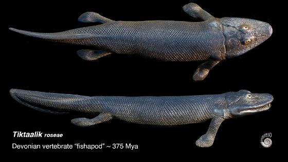 Tiktaalik Devonian Fishapod model from Paleozoo