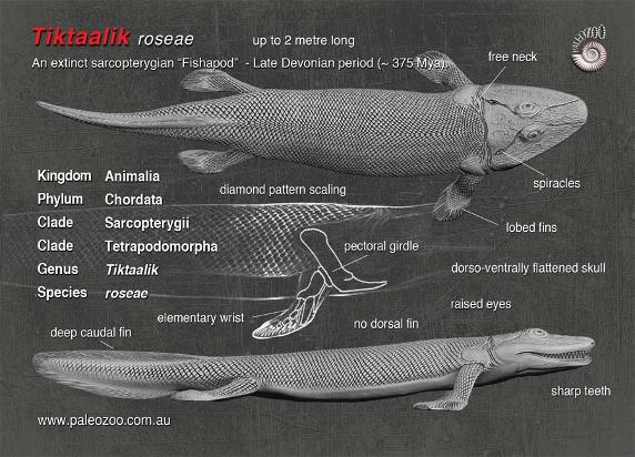 Tiktaalik roseae anatomy illustration from Paleozoo by Bruce Currie