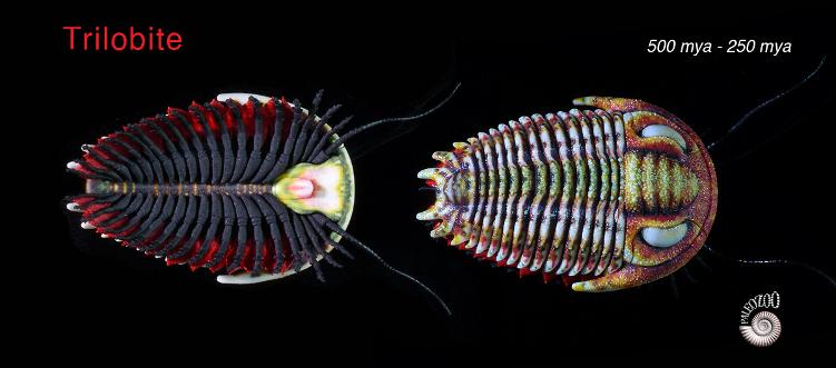 Trilobite model dorsal view from Paleozoo Evolutionary Models by Bruce Currie