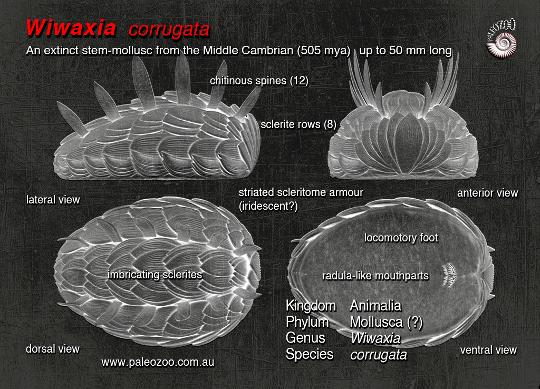 Wiwaxia corrugata anatomy artwork from Paleozoo by Bruce Currie